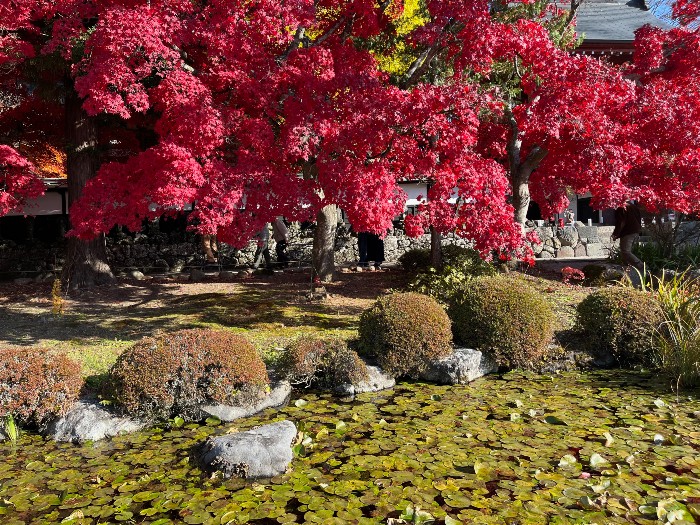 The temple lilly pond with the fiery red maple trees in the background