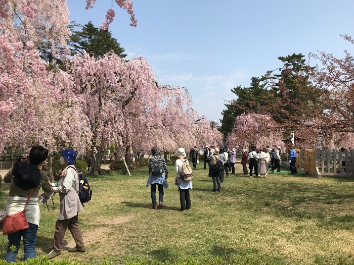 More Hirosaki Park pink sakura