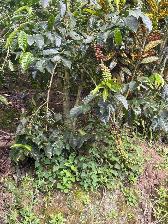 Coffee growing near me. The red ones are ripe and the green need more time.