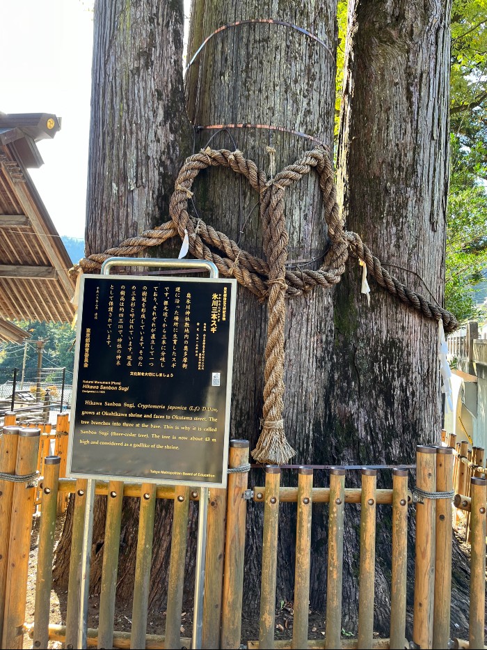 Hikawa Sanbon Sugi