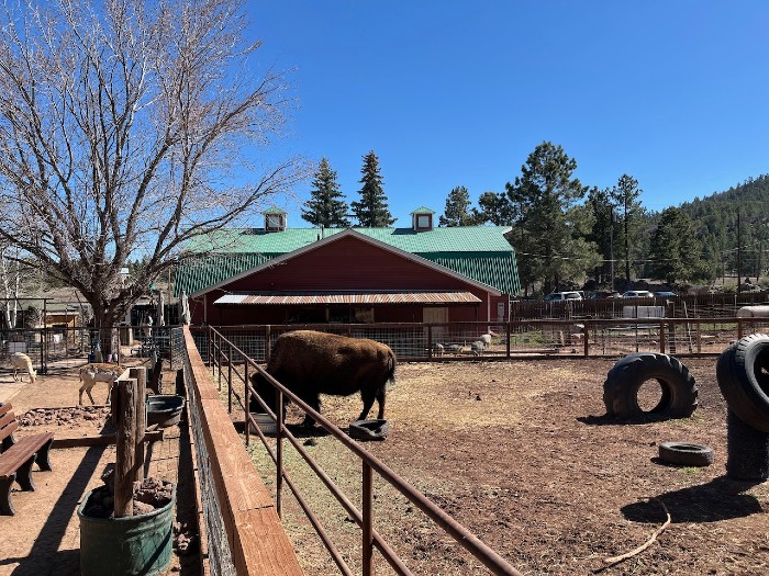 The Bison!  So Lonely!