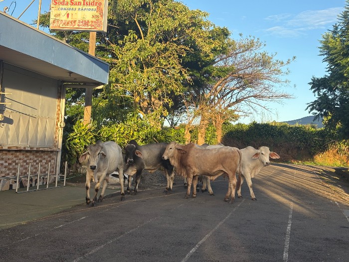 Cows on the road can slow down traffic