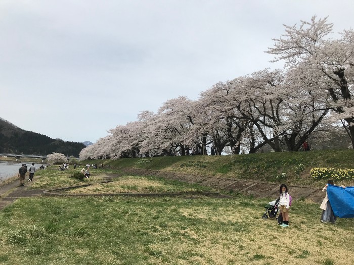 More Hinokinai riverside sakura