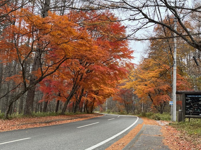 Beautiful foliage lined roads in the mountains of Yatsugatake